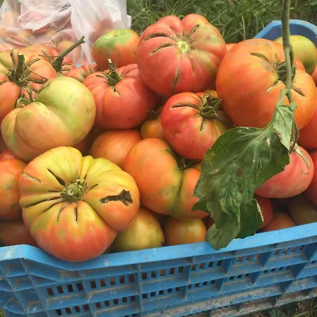 Restaurant & Cabrit Sant Mateu