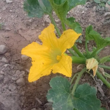 Restaurant & Cabrit Sant Mateu