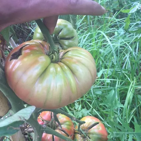 بيت ضيافة Restaurant & Cabrit