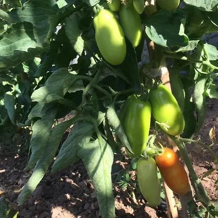 Restaurant & Cabrit بيت ضيافة سانت ماتيو