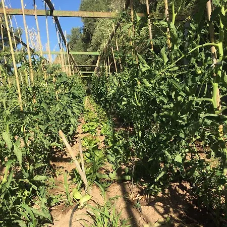 Restaurant & Cabrit 4*