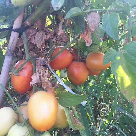 Restaurant & Cabrit 4* Sant Mateu