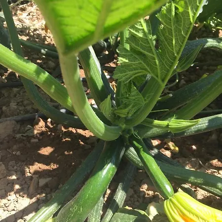 Vendégház Restaurant & Cabrit 4*