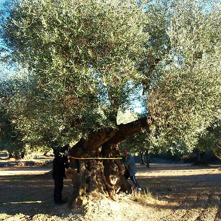 Restaurant & Cabrit Vendégház Sant Mateu