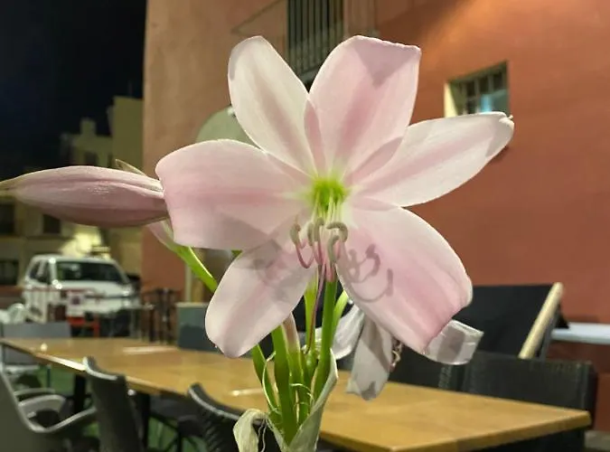 Restaurant & Cabrit